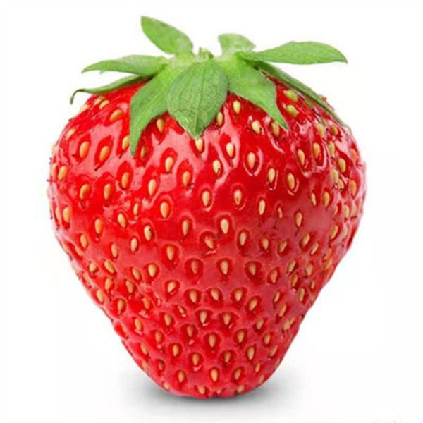 Cream strawberry all-season