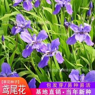 �{���Sβ�N���{�������񻨵��Sβ���Sβ��������N�Ӹ߳�ѿ��