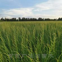 甘肃梭梭苗产地 梭梭苗种植技术 梭梭苗基地