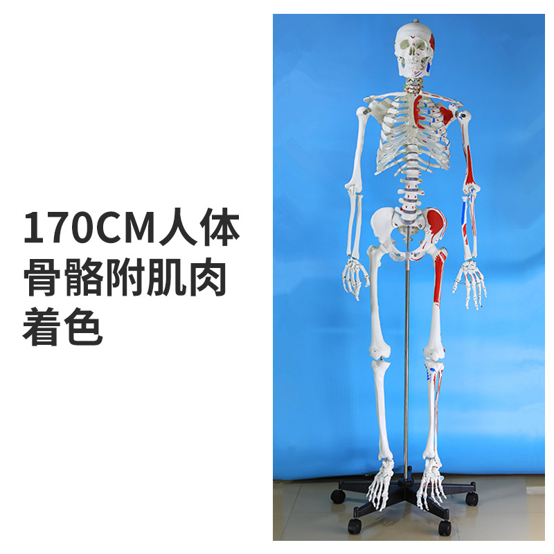 85cm�������ģ��170cmȫ�����˹Ǽ�����ģ��С���ý�ѧ��׵ģ��