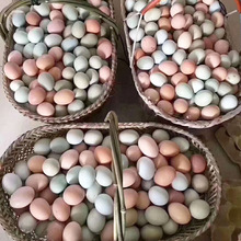 安徽綠殼烏雞蛋360枚整箱批發 新鮮散養五黑雞蛋農場直發可定制