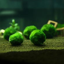 鱼缸水草植物活体生态瓶水族箱造景装饰入门级绿藻球藻批发4-5cm