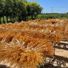 ����t���Ӱlؔ����������������滨�t�{������廨�Ҿ��b[��