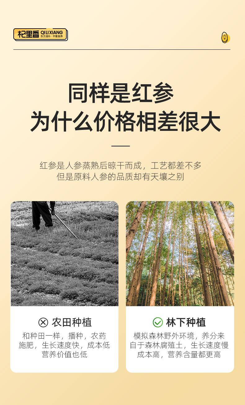 Red Ginseng Slices 250g Large 3.0-3.5cm Changbai Mountain Panax Ginseng for Soup and Wine overview