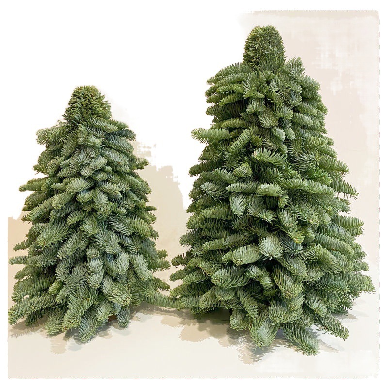 輸入の新鮮な諾貝松クリスマスツリーの花輪天竺少女柳杉蓬莱真松枝クリスマス装飾緑植|undefined