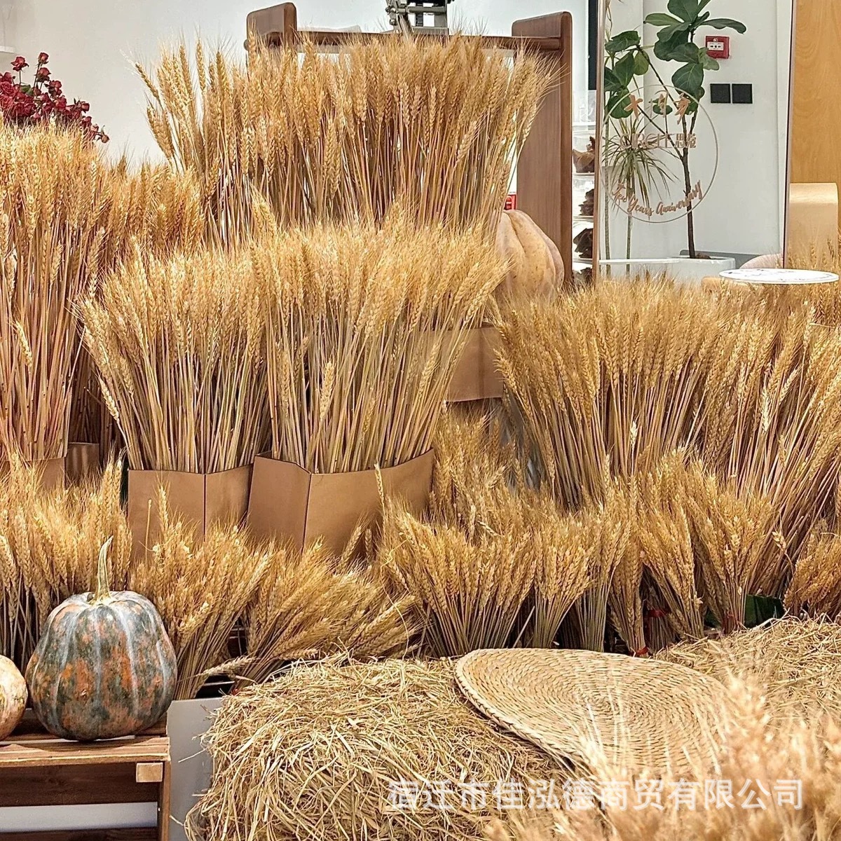 Wheat field landscaping decoration layout wheat ear rice autumn…