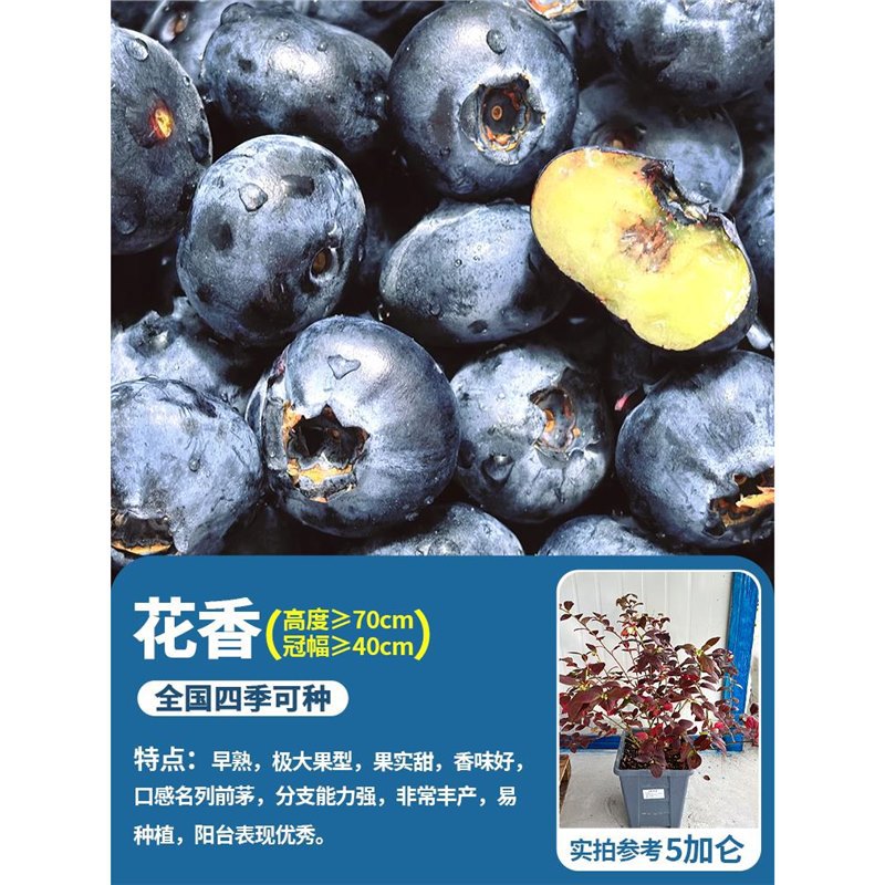 [꽃이 핀 특대 모종] 5갤런 꽃향기(높이 70cm + 크라운 폭 40cm 이상) 수입