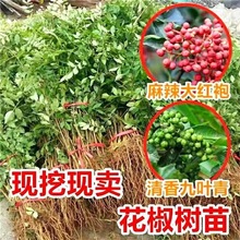 花椒树苗大红袍花椒麻椒树苗幼苗南北方种植当年结果食用花椒果树