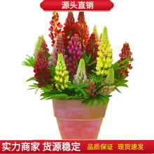 鲁冰花种子春秋播羽扇豆种子耐寒多年生盆栽景观绿化庭院花卉种子