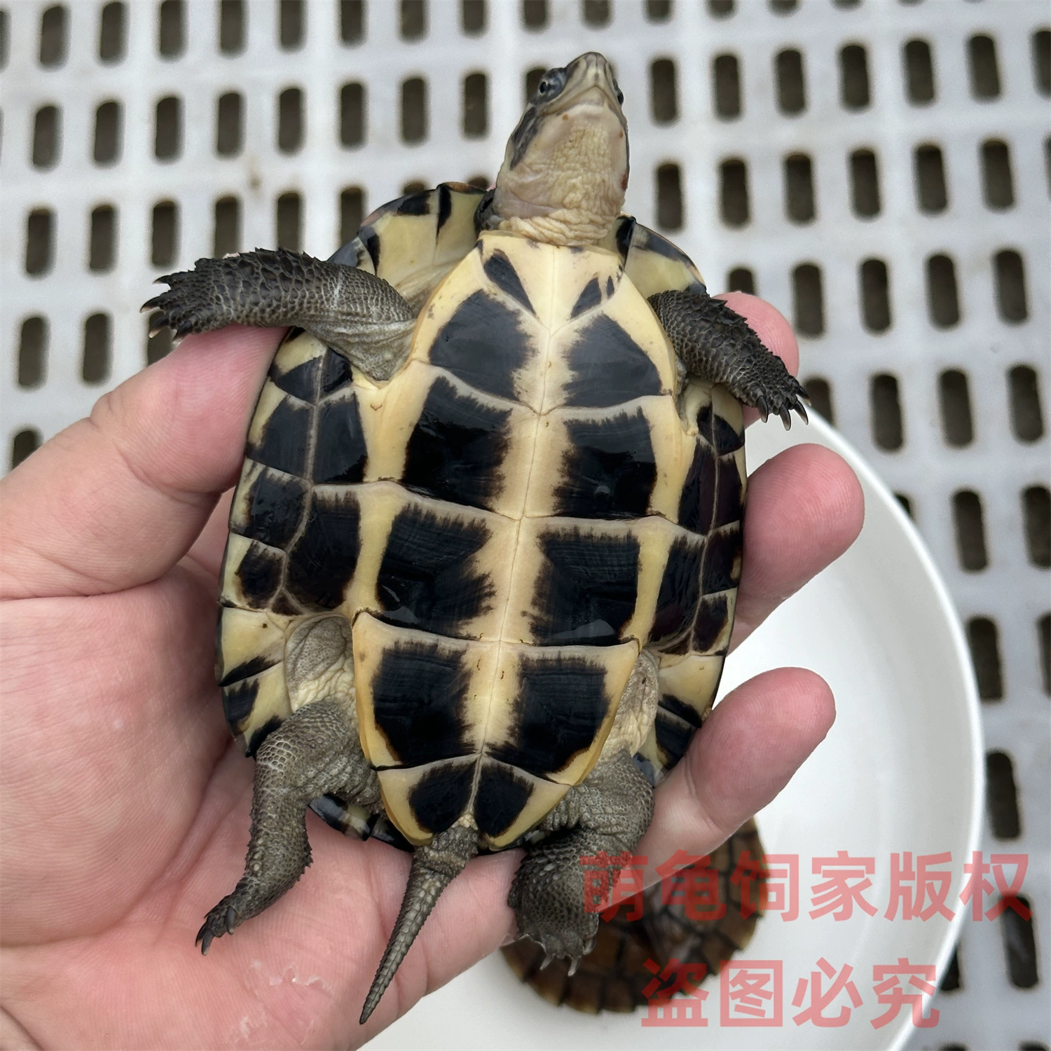 金钱龟活体龟观赏网红小乌龟长寿情侣龟南石金钱龟小青宠物龟