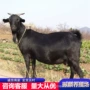努比亚常年种公怀孕羊苗