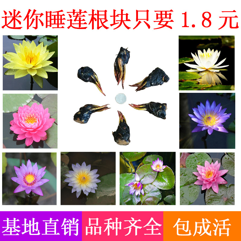 小睡莲迷你睡莲阳台池塘鱼缸水培水生植物花卉睡莲根块 种苗花卉网
