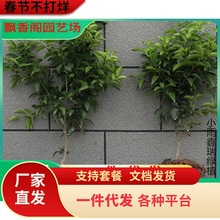 ��ۘ�������Դ�Ƥ��۹����ϱ����҃�ͥԺ�Nֲ�o��ɰ���ٽ��Ә�