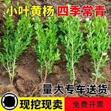 小叶黄杨苗瓜子黄杨苗法国冬青苗冬青苗金边黄杨庭院绿篱树苗