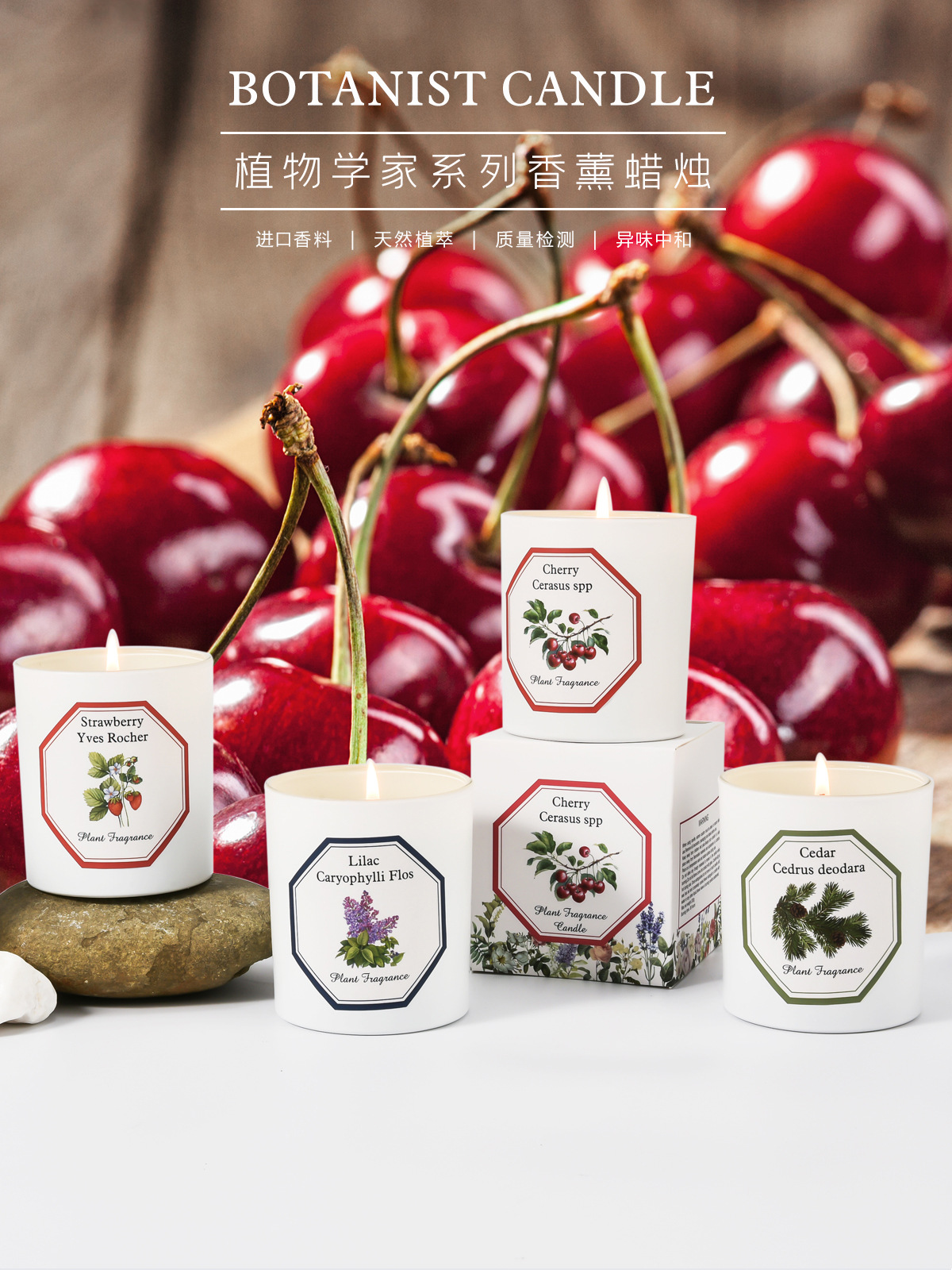 植物学家蜡烛_03