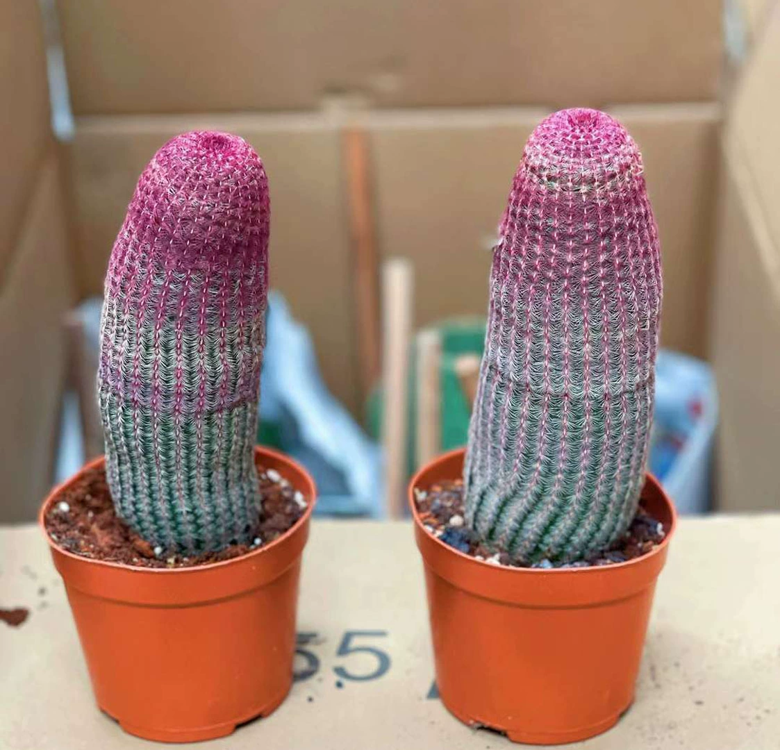 [Базовые прямые поставки] Кактус мясистые растения Маленькие цветы в горшке Домашние зеленые растения Самоукореняющееся красное солнце 24 упаковки