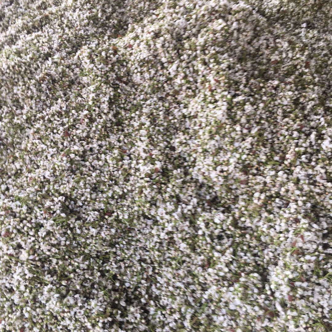 厂家批发2025年赵州人工授粉鸭梨花粉提高座果率增加产量