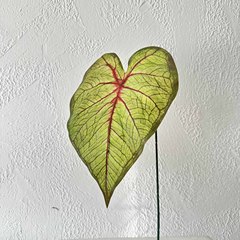 單枝仿真彩葉芋森系婚禮裝飾綠植假葉子家居客廳軟裝植物景觀擺件