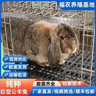 ���N�����þ�������Ʒ�N�����û��w������ɫ�þW�t�ð��]�طN