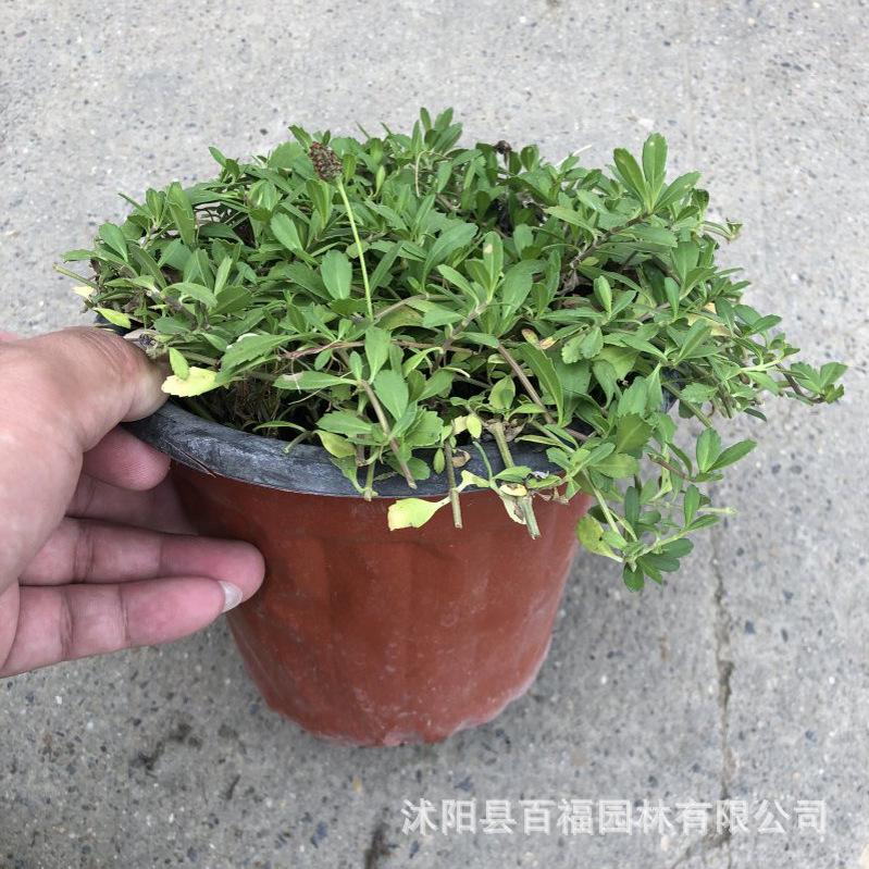 基地批发姬岩垂草方盘苗和180口径双色盆苗 耐旱耐踩的会开花草坪-阿里巴巴