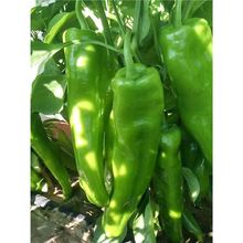 شţǽNӴཷ⽷N΢ƷN߲