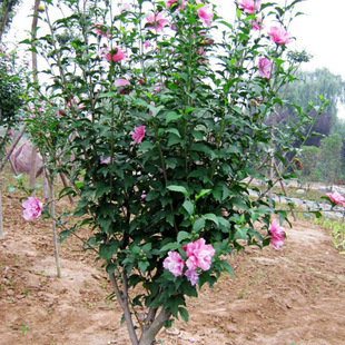 Pink Hibiscus Saplings Double Pink Flower Greening Hibiscus Seedlings House Courtyard Balcony Potted Ground Florals Free Shipping