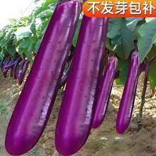 ���L���ӷN���ͺ��ϼt�L�ѷN���r����@�˵��׷Nֲ�Ϲ��߲˷N����