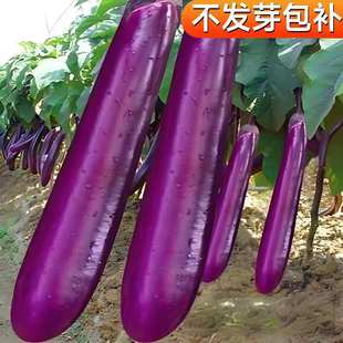 ���L���ӷN���ͺ��ϼt�L�ѷN���r����@�˵��׷Nֲ�Ϲ��߲˷N����