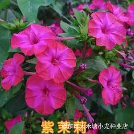 紫茉莉花种子混色地雷花阳台盆栽花卉五彩香茉莉易种易活开花不断