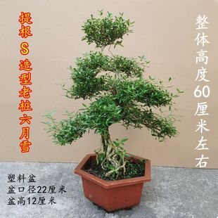 ����ѩ����҃����̨�辰�䘶 ֲ�ﻨ�� �Gֲ���Խ�߅����ѩ���B