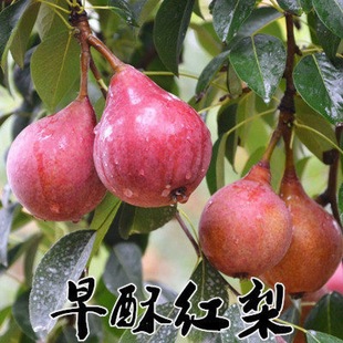 ɽ�|�t��������l����� ������������l ���ּt����Nֲ