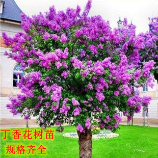 Lilac Saplings, Courtyard Four-Season Cycle Flowering Potted Plants, Fragrant Florals, Flowering Lilac Saplings in the Same Year