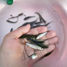 ι��������~С�~�Bֳ���~���~��ʳ��ϵ�ˮ�~���~���a�~��