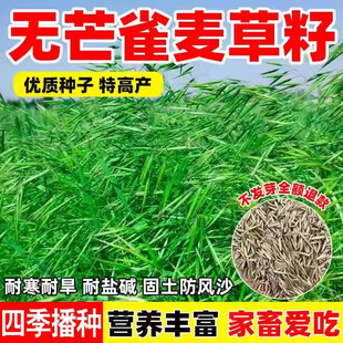 Wholesale of Brome Grass Seeds, Alkali Grass Grass, Old Brome Grass, Cold-Resistant Greening Seeds, Pastoral Grass Seeds
