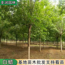 1-30���־G�����̹�ɳ��N�������D�е��� ͥԺ�����ͺ�ֲ��G��