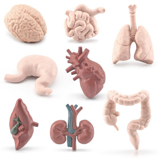 Simulation Science and Education Human Organ Model Brain Heart Lung Liver Stomach Large Intestine Small Intestine Kidney Static Ornament Toys