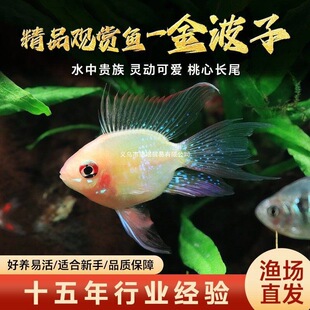 ���Ľ����{���Ӱ����_�����~�P����ݸ�С�͟Ꭷ�^�p�~�~�׻��w