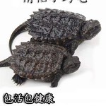 淡水鳄鱼龟宠物幼龟小北美小鳄龟食用活物观赏龟乌龟活体龟苗外塘