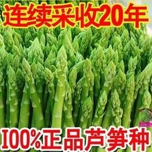 多年生芦笋种子(可采收20年)四季种庭院盆栽芦笋籽蔬菜种子