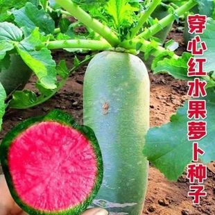 ���ļtˮ���}���N�������Դ�����Ƥ�tȿ�t���}���N���ļ������ﲥ