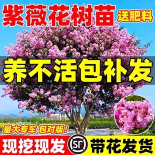 ��ޱ���������԰��ռt�Ϙ���������ͥԺ����ֲ��e���G���ļ��_��