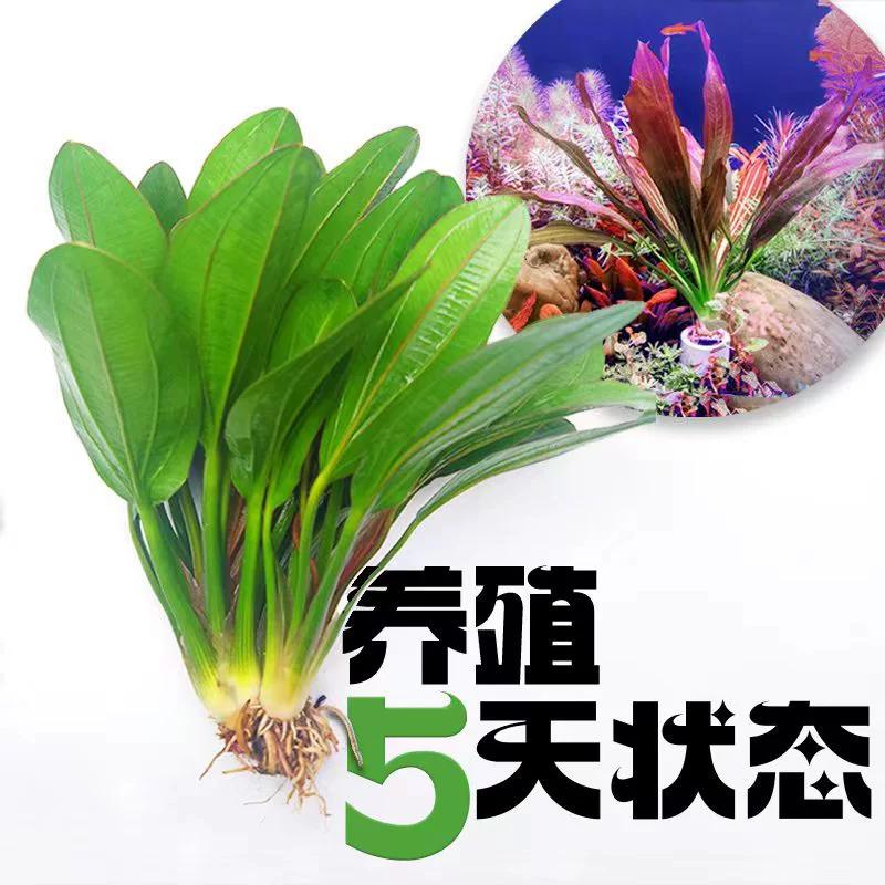 Аквариум Водная трава для начинающих Аквариум Настоящая трава Украшение Большой лист Зеленый/Красный Девять Корон Ленивые Пейзажные Растения Водная Трава