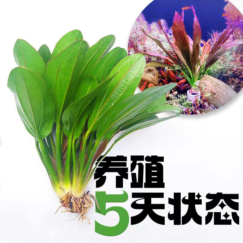 Fish tank water plants beginner entry aquarium real grass decoration big leaf green/red nine Crown lazy landscape plants water plants Fish tank water plants beginner entry aquarium real grass decoration big leaf green/red nine Crown lazy landscape plants water plants