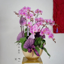 �����m���Fˇ���ڴ����m��������廨���@ˇ�����[���͸��g�Gֲ