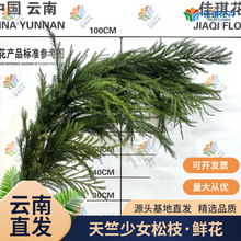 新鲜天竺少女松枝鲜切花云南基地直批婚庆圣诞节日布置花材鲜花