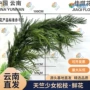 云南婚庆布置新鲜鲜切花