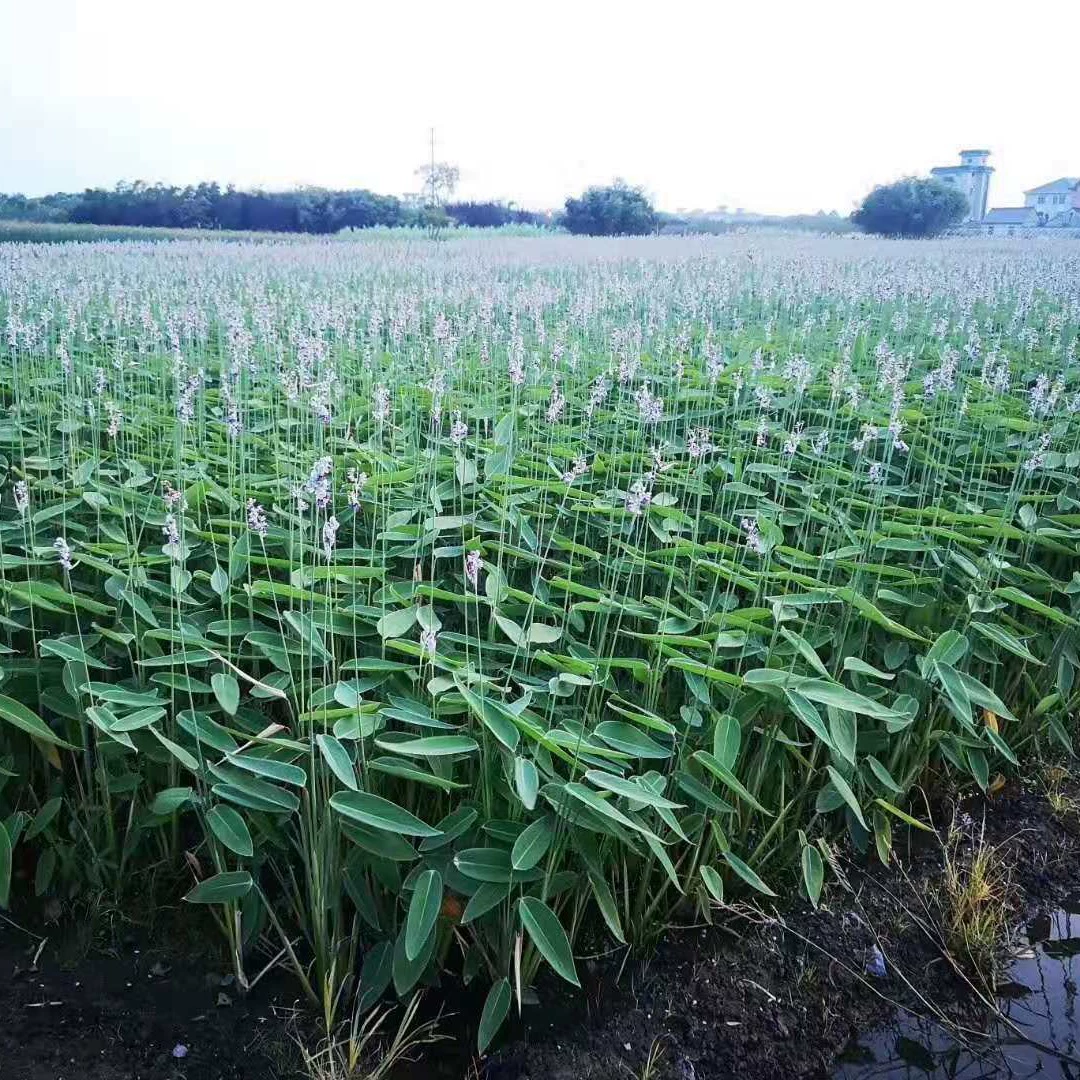 Оптовая продажа рассады водяной лилии для очистки речной воды, искусственных плавучих островов, озеленения болот и водных растений.