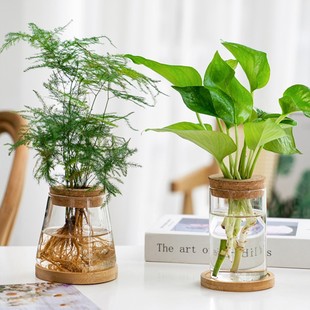 Transparent Simple High Beauty Value Multi-style Ecological Bottle Hydroponics Bottle Green Rose Vase High Borosilicate Glass Potted Vase