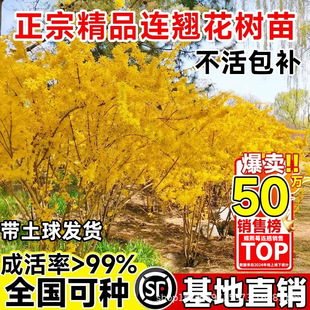 �B�N���绨�ڎ������͟��͕��ͺ��̓����ֲ��ͥԺ�̨�҃��⻨��