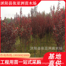 供應綠化風景樹叢生紅葉李 低分枝紅葉李高桿紅葉李規格齊全